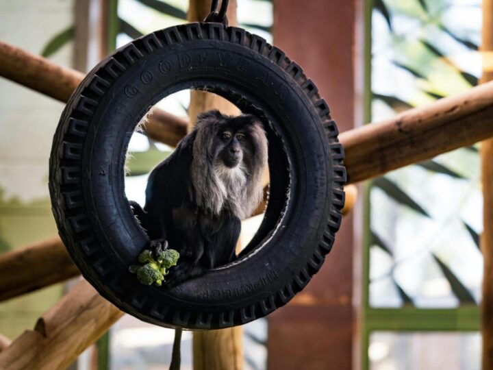 Monkey Town Arnhem  Parque de juegos cubierto